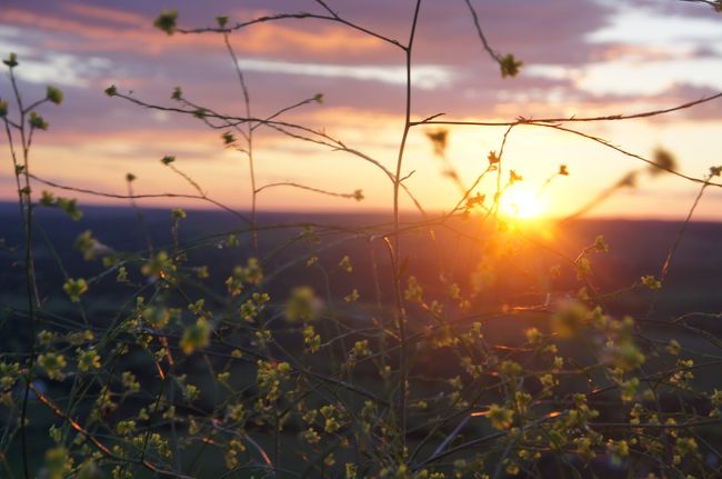 夕陽に照らされた道端の花。