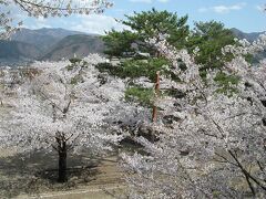 思いがけないところで素晴らしい桜。ありがたく記憶にとどめさせていただきました。
だいぶ時間を使ったので、近くの「あんずの里」へ行くことに。
その前に「チューリップの里」なるものがあると千曲市観光協会のHPに掲載されていたので行ってみました。
ところがどこを探してもありません。HPにしっかりとやられました。
http://www.chikuma-kanko.jp/anzu/index.shtml
