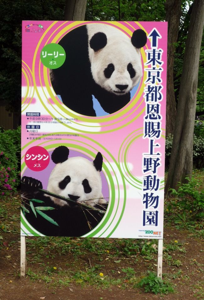 上野動物園のリーリーとシンシンと上野のパンダ達』上野・御徒町