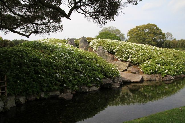 岡山後楽園<br /><br />◎ 唯心山<br /><br />唯心山は池田綱政（いけだつなまさ）の子、継政（つぐまさ）の時に築かれ、平面的だった庭園が立体的な景観へと変化しました。　山腹には唯心堂（ゆいしんどう）があり、斜面には石組に合わせて、ツツジやサツキが植えられ、季節には紅白の花で彩られます。<br />