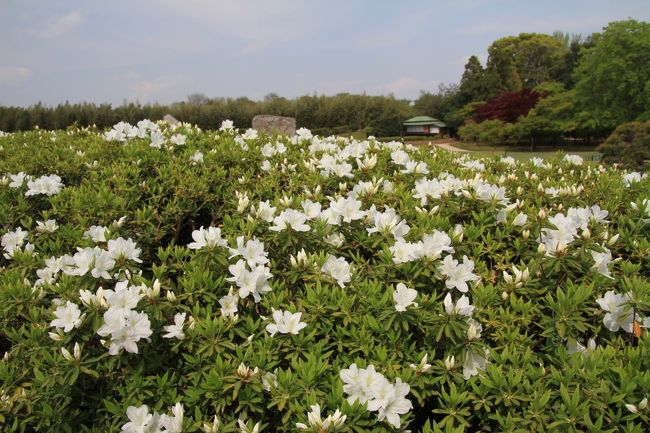 岡山後楽園<br /><br />◎ 唯心山<br /><br />私たちが行った時は、ちょうどツツジが咲き始めていました。<br />まだ満開というには早すぎですが、期待していた以上に綺麗でした。<br />