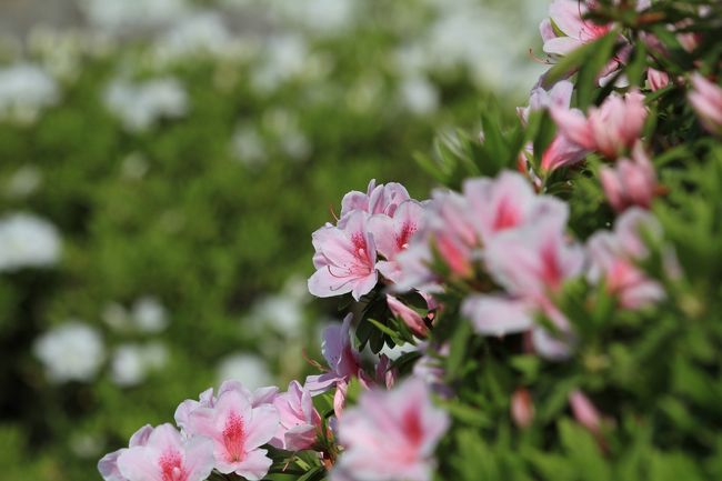 岡山後楽園<br /><br />◎ 唯心山のツツジ<br /><br />