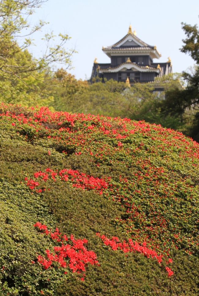 岡山後楽園<br /><br />◎ 唯心山のツツジと天守<br /><br />広角レンズで撮ると天守が小さすぎるので、望遠レンズで大きく撮りました。<br />しかし、手前のツツジがイマイチ。<br />もう少し綺麗に咲いているところを探すものの↓<br />