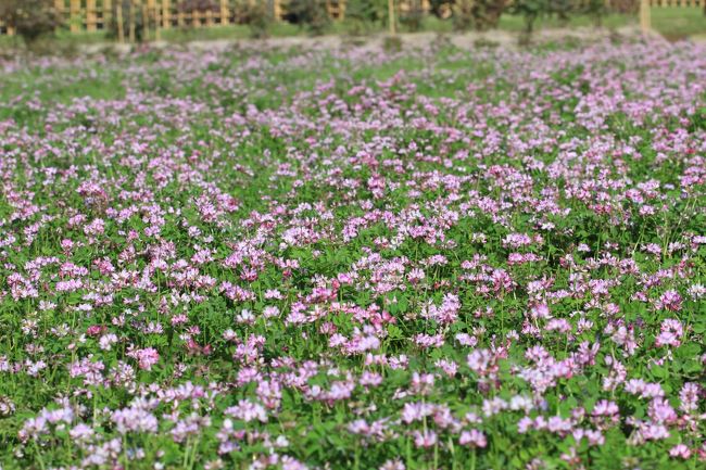 岡山後楽園<br /><br />◎ 井田（せいでん）<br /><br />昔は園内に広く田畑が作られていましたが、今は井田だけがそのなごりを伝えています。　井田とは中国周時代の田租法で、本園では幕末に田畑の一部を井田の形に作りました。　毎年六月の第二日曜日には、お田植え祭を行っています。<br />