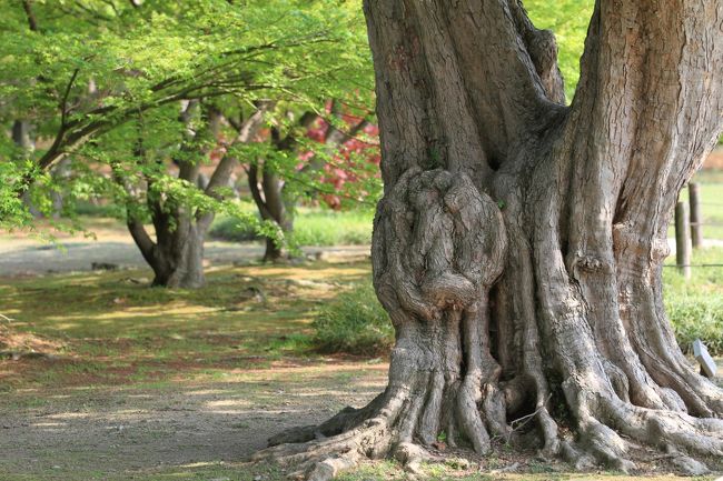 岡山後楽園<br /><br />ごっつい木の幹<br /><br />生命力の強さを感じさせられます。<br />