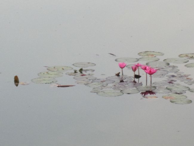 早朝だと聖池でハスの花が咲いていました。