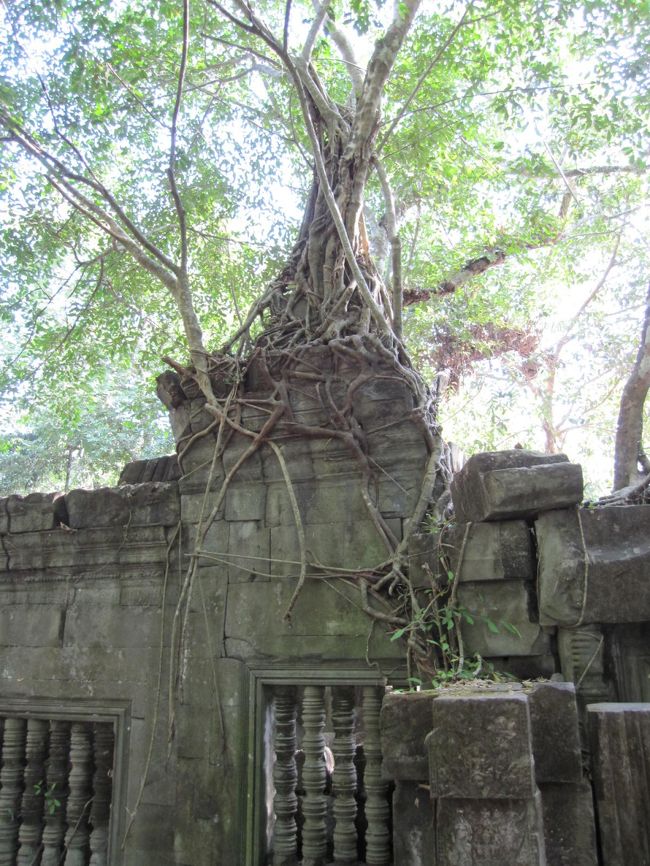 ここの遺跡も木に浸食されています。