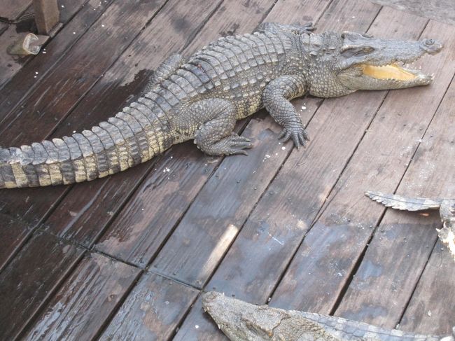 観光客用に飼っているワニ。<br />迫力ありました。