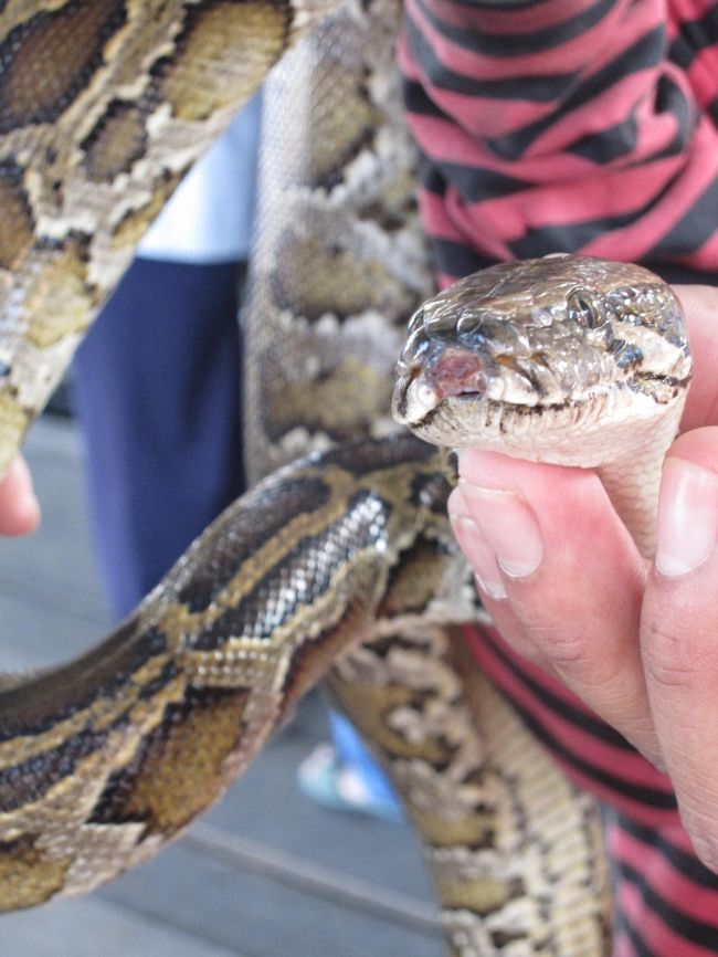 タダで首に巻きつけていいよ、と言われましたが、チキン野郎の私には無理な話でした。
