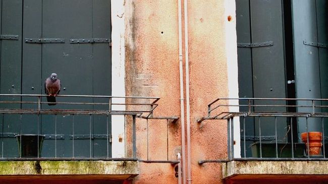 窓を開けたら目があったハトさん