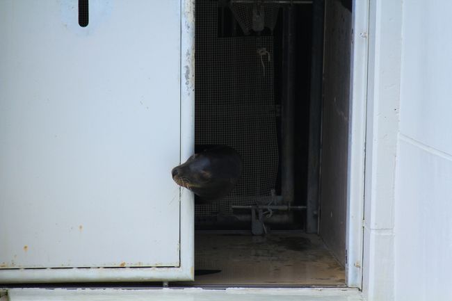 スマイル一家のお父さんが最後に登場！<br />扉から顔だけ出すのが可愛いです。