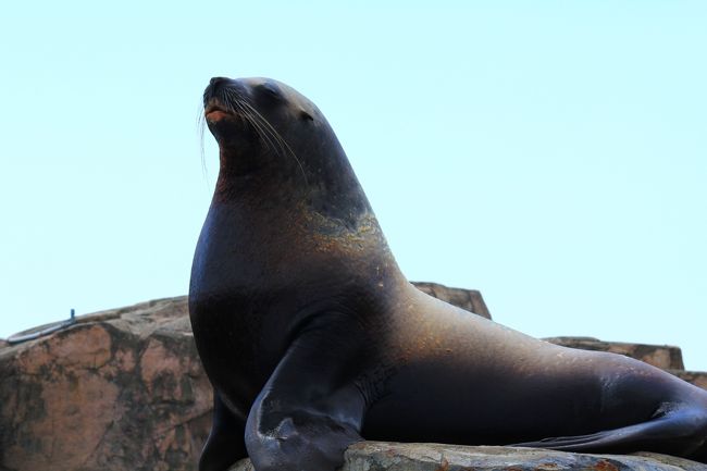 この風格ある海洋生物こそ「トド」さん。<br />大きさと堂々たる姿は圧巻でした。<br />ちょうどフーディんグタイムに当たったため、お食事をするトドさんを観賞<br />