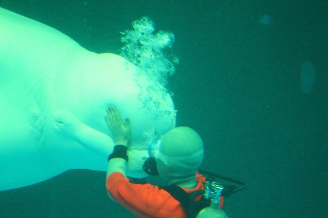 ベルーガの頭は柔らかいみたい！トレーナー触るとプルプルします。