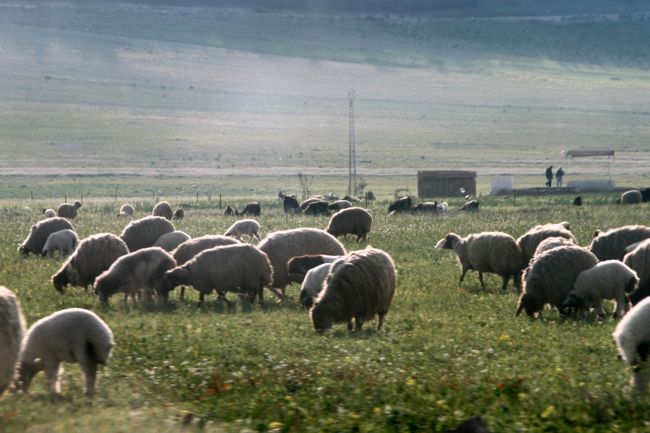 進むにつれて陽はゆっくりと傾き、<br />草原に入った頃には、羊の群れにも長い影が忍び寄っていました。