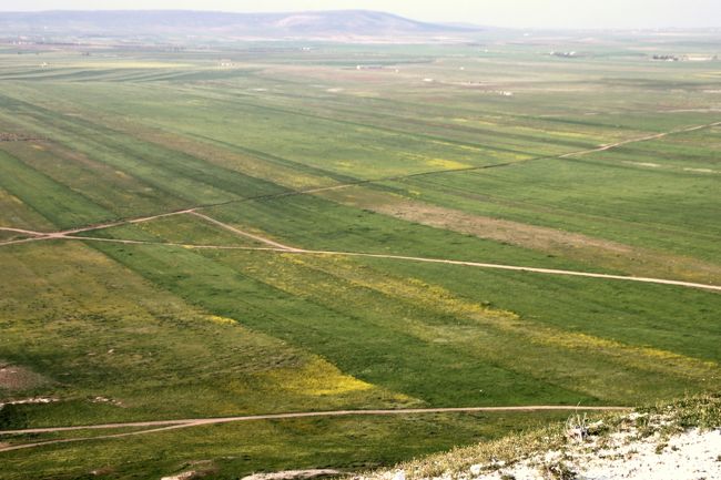 畑も、実りの季節を迎えています。