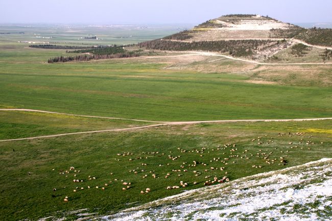 眼を凝らすと、草を食む羊がいっぱいいました。