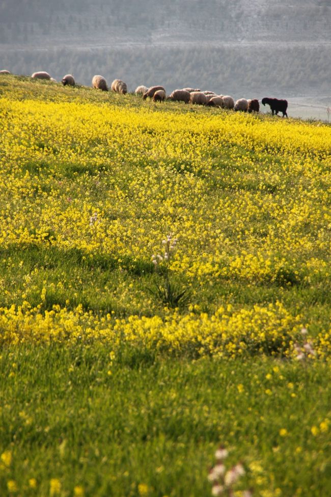 稜線にも、西陽を浴びた羊たち。