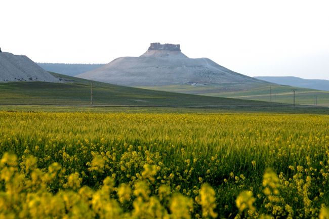 ポイントを変えて、車を花畑の先に運んでもらいました。<br /><br />菜の花越しの遠景にうっとりします。