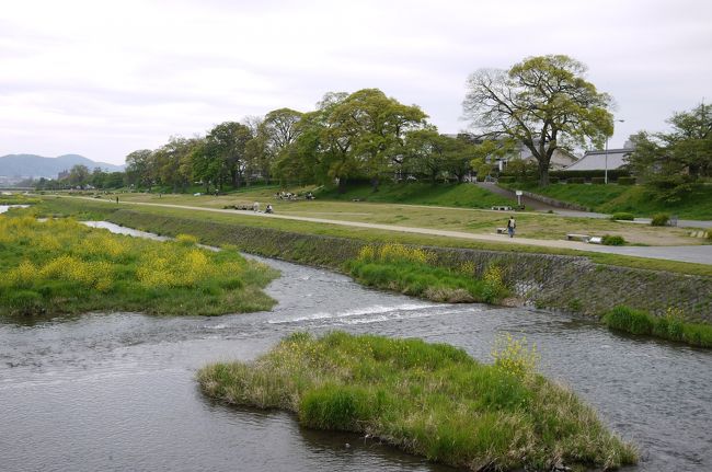 ホテルから徒歩で地下鉄「北大路」まで、「市営地下鉄＆バス２日乗り放題券」を求めて散策中に通った「賀茂川」です。<br />左京区下鴨は高野川と賀茂川に挟まれ、この２つの川が合流し鴨川に街の中心に流れていきます。<br />　私達は２つの「かもがわ」を区別するため、鴨（かも）川　と　賀茂（がも）川と呼んでおりました。