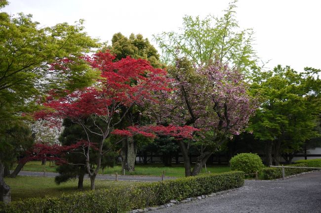 その３<br />紅葉と桜が同時に花盛りです。