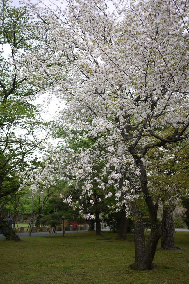 その４<br />五月なのに桜が満開