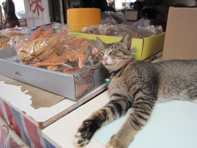 ヒトデを枕に気持ち良さそうな猫。<br /><br />