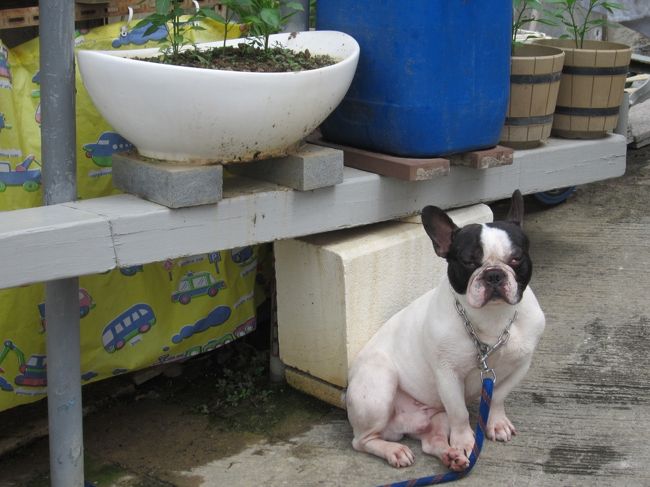 街歩き中、ブサ可愛いブルドッグ発見。<br /><br />