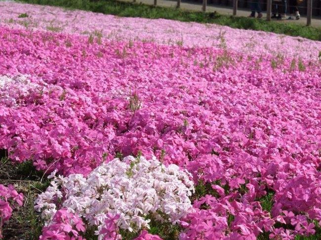 約17,600?<br />9種類40万株以上の芝桜