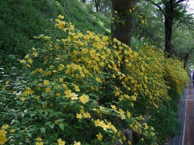 朝8時に着いて芝桜の丘を一周して特産市をブラブラしてもまだ9時過ぎ。<br /><br />せっかくなので羊山公園の周りを一周する事にしました。<br />入口で「羊山公園おさんぽMAP」をもらったので、芝桜の丘木漏れ日散策コースを逆から歩いてみました。<br /><br />この時間、だいぶ混雑していて駐車場渋滞になってました。<br />はやり8時までに着かないと厳しいかも。