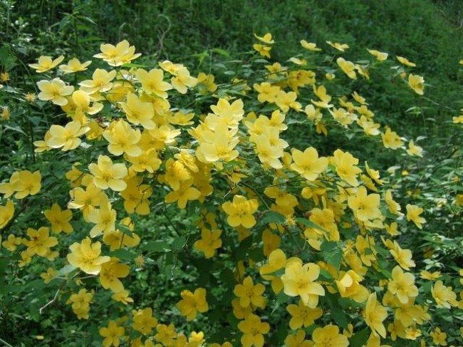 やまぶきが道なりに咲いてました♪