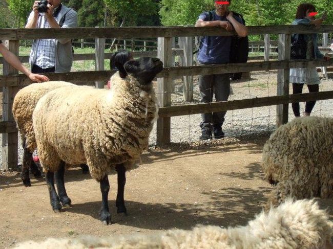 羊山公園というからには羊も見ておこうかと覗いてみました。<br /><br />みんな地面の草を一生懸命食べてるけど、地面の草が少ない・・・<br /><br />で、この子（羊）は考えた（狙っているのは・・・・）