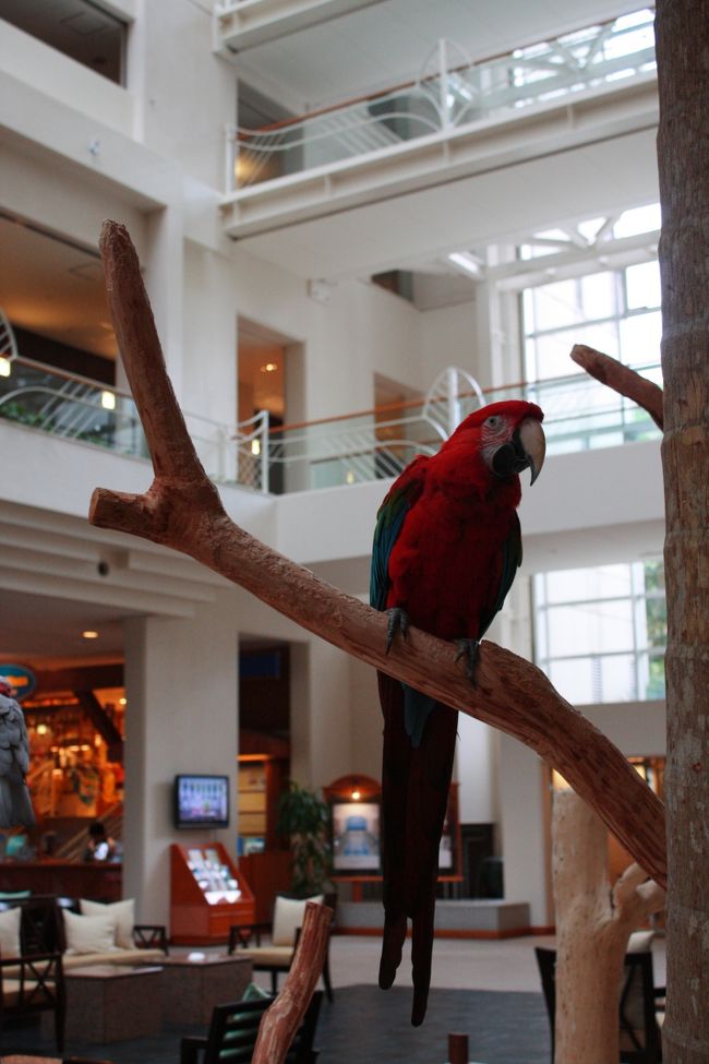 ロビーにいるオブジェのような本物の鳥。