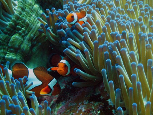 水温は22度、日差しも少しさしてきましたが<br />リゾートダイバーにはちと寒い。<br />5ミリスーツにフードベストで丁度いいくらい。