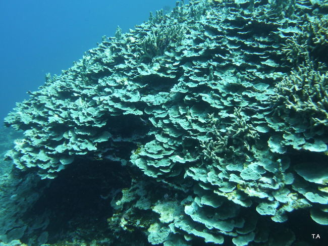このあたりにひろがる、青サンゴ。<br />この種は、サンゴの中でも弱い種類のようで<br />なかなか繁殖しにくいとの事。