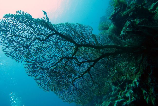どこのポイントも魚はイキイキとしていて<br />なかなか、綺麗なポイントでした。