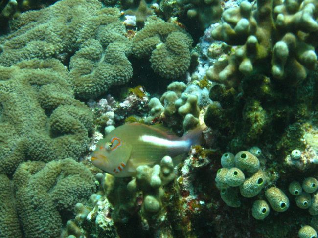 メガネをかけたような「メガネゴンベ」