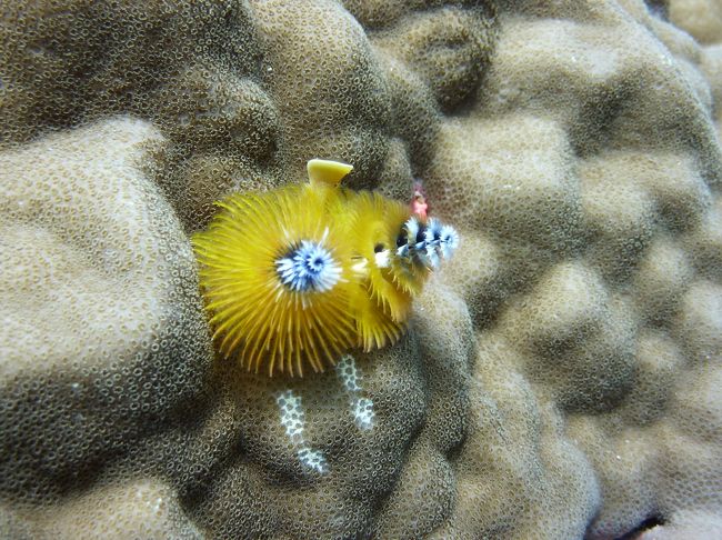 「イバラカンザシ」と呼ばれるこやつも、れっきとした生物。<br />ゴカイの仲間で多くの場合にどこかに埋め込んで定住生活している。色もさまざまで英名「クリスマスツリー・ワーム」とも呼ばれている。近づくと穴の中に身をひそめてしまうという<br />面白い生き物。