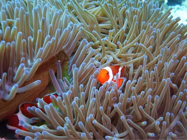 カクレクマノミはとても気持ちがよさそう。