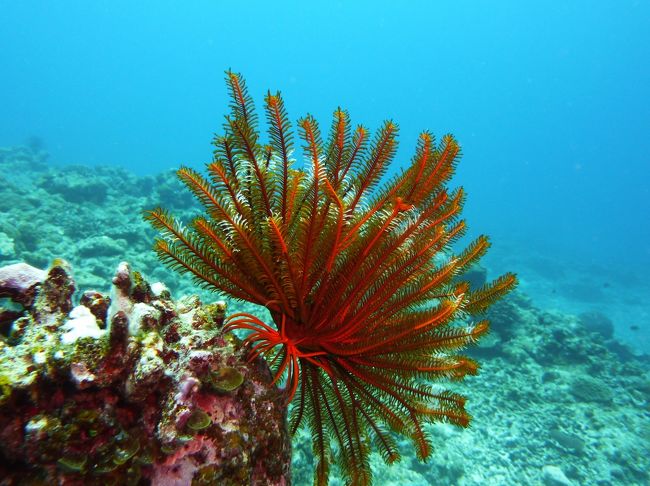 ブルーの中に映える赤いアイテム。