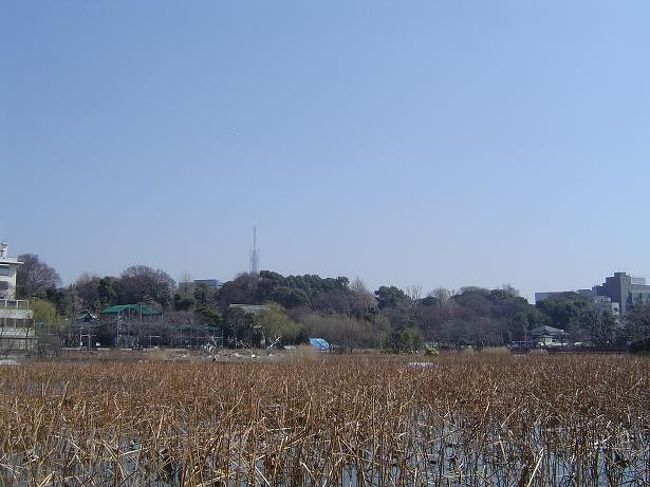 不忍池<br />遠くに東京スカイツリーが見えます。