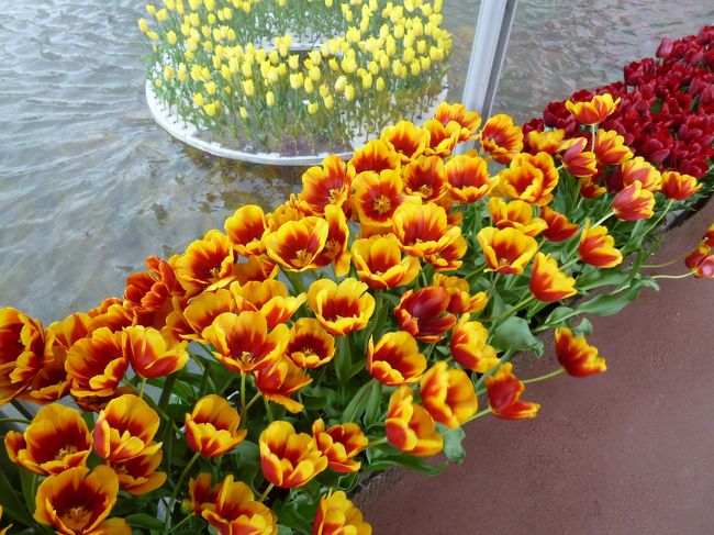 チューリップ四季彩館へ向かいます。