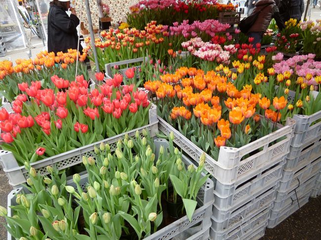 チューリップをお土産に買って帰りました。<br />家に帰ると暖かくてあっという間に満開になりました。<br />来年も、咲かせる事できるかな・・・