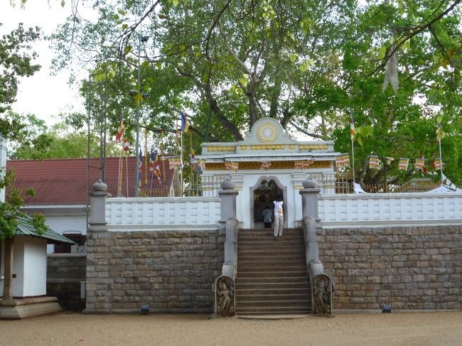 この菩提樹が祭られています。　とても大きく幹を広げて。