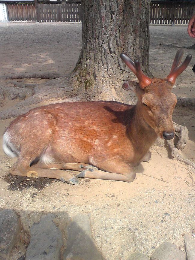 お寺の周りでは沢山の鹿がお出迎え。<br /><br />シカせんべいをもらいに行っている鹿が多い中、この子は一休み中。