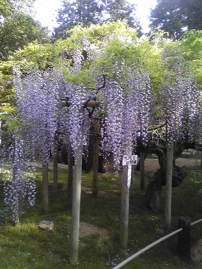 気温が低かったので今年度は開花時期が1週間ほど遅いそう。<br /><br />満開ではないらしいけど、<br />この通り。