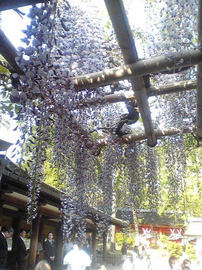 結構咲いていました。<br /><br />薄紫色だけでなくオフホワイトもあります。<br />藤の花の香りが広がっていい気持ちでした。<br /><br />ここは藤の花だけでなく、椿もあります。