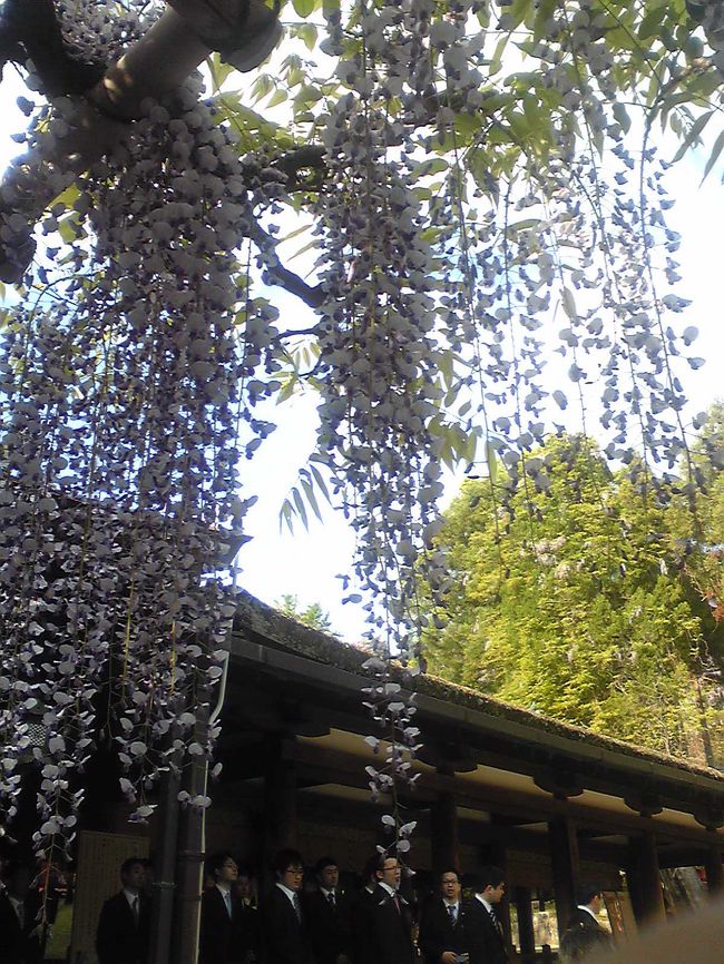 植物園を後にし、春日大社へ。<br /><br />この参道が思った以上に長い・・・。<br />石畳ではなく砂利道なので、結構体力が消耗します。<br /><br />そして、黒い靴を履いていくと砂埃で色が変わってしまいます。<br /><br /><br />ここにも藤の花が咲いていました。