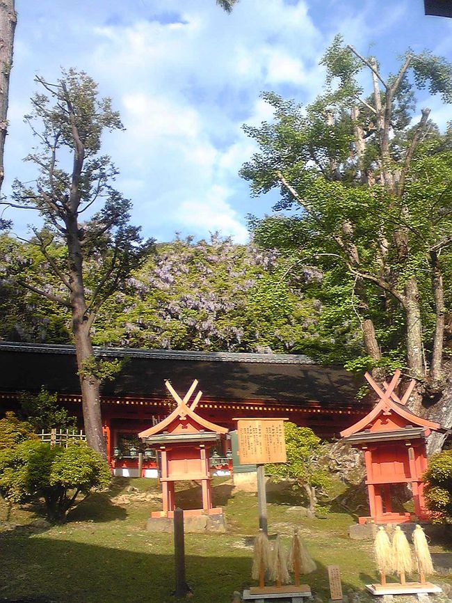 山にもたくさんの藤の花が咲いています。<br /><br />