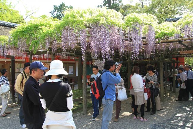 春日大社　〜砂ずりの藤〜<br /><br />慶賀門を入った所の棚作りの藤で、５月初旬頃に花房が１ｍ以上にも延び、砂にすれるということからこの呼名があります。ノダフジの変種といわれます。<br /><br />摂関近衛家からの献木と伝えられ、鎌倉時代後期（１３０９年）に描かれた絵巻物「春日権現験記」にも記されている古い藤で、樹齢は８００年といわれます。 <br /><br />