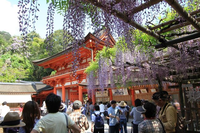 春日大社　〜砂ずりの藤〜<br /><br />２０１０年・２０１１年と２年連続で５月８日の訪問となりました。<br />去年の藤はちょうど見頃だったのですが、今年は少し開花が遅れているようで、あと１週間先くらいが満開になると思われます。<br /><br />